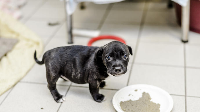 Buying a puppy | How to buy a puppy responsibly | Blue Cross